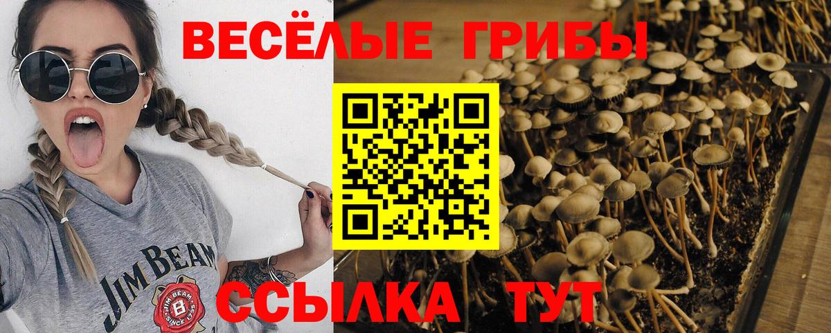 продажа наркотиков  Галлюциногенные грибы Magic Shrooms  Лесной  Вход с VPN  Галлюциногенные грибы мицелий 